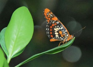 Quebradillas Arlequin